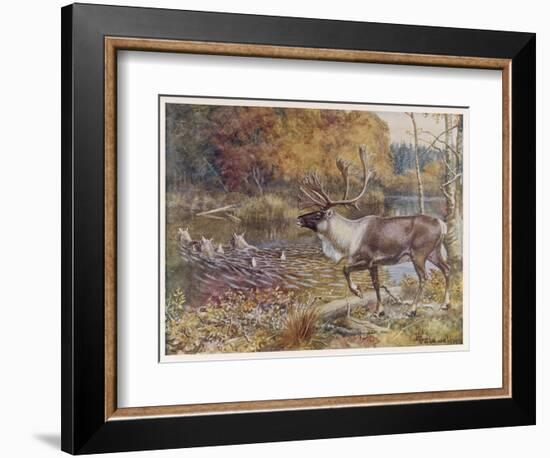 Male Caribou Watches Females Swim Across a River-E. Calawell-Framed Art Print