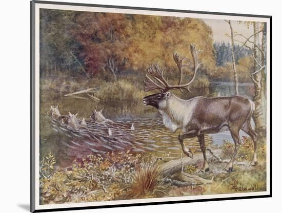 Male Caribou Watches Females Swim Across a River-E. Calawell-Mounted Art Print