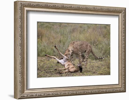 Male Cheetah (Acinonyx Jubatus) Killing a Newborn Blue Wildebeest (Brindled Gnu) Calf-James Hager-Framed Photographic Print