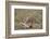 Male Cheetah (Acinonyx Jubatus) Killing a Newborn Blue Wildebeest (Brindled Gnu) Calf-James Hager-Framed Photographic Print