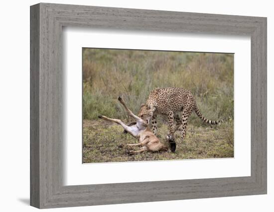 Male Cheetah (Acinonyx Jubatus) Killing a Newborn Blue Wildebeest (Brindled Gnu) Calf-James Hager-Framed Photographic Print