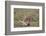 Male Cheetah (Acinonyx Jubatus) Killing a Newborn Blue Wildebeest (Brindled Gnu) Calf-James Hager-Framed Photographic Print