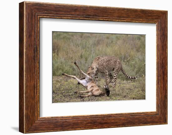 Male Cheetah (Acinonyx Jubatus) Killing a Newborn Blue Wildebeest (Brindled Gnu) Calf-James Hager-Framed Photographic Print