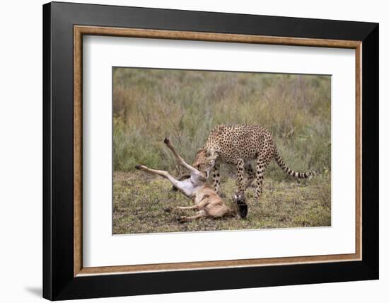 Male Cheetah (Acinonyx Jubatus) Killing a Newborn Blue Wildebeest (Brindled Gnu) Calf-James Hager-Framed Photographic Print