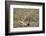 Male Cheetah (Acinonyx Jubatus) Killing a Newborn Blue Wildebeest (Brindled Gnu) Calf-James Hager-Framed Photographic Print