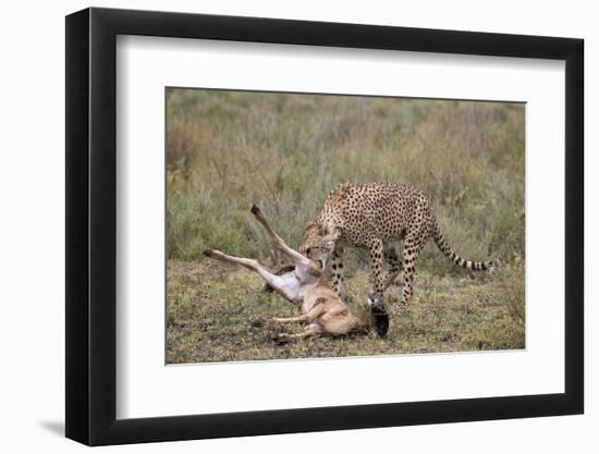 Male Cheetah (Acinonyx Jubatus) Killing a Newborn Blue Wildebeest (Brindled Gnu) Calf-James Hager-Framed Photographic Print