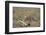 Male Cheetah (Acinonyx Jubatus) Killing a Newborn Blue Wildebeest (Brindled Gnu) Calf-James Hager-Framed Photographic Print