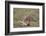 Male Cheetah (Acinonyx Jubatus) Killing a Newborn Blue Wildebeest (Brindled Gnu) Calf-James Hager-Framed Photographic Print