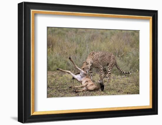 Male Cheetah (Acinonyx Jubatus) Killing a Newborn Blue Wildebeest (Brindled Gnu) Calf-James Hager-Framed Photographic Print