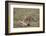 Male Cheetah (Acinonyx Jubatus) Killing a Newborn Blue Wildebeest (Brindled Gnu) Calf-James Hager-Framed Photographic Print