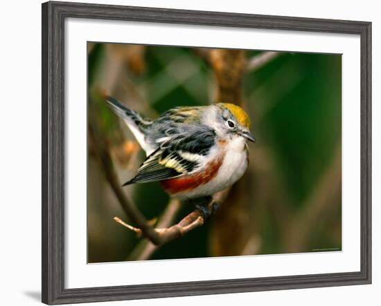 Male Chestnut-Sided Warbler-Adam Jones-Framed Photographic Print