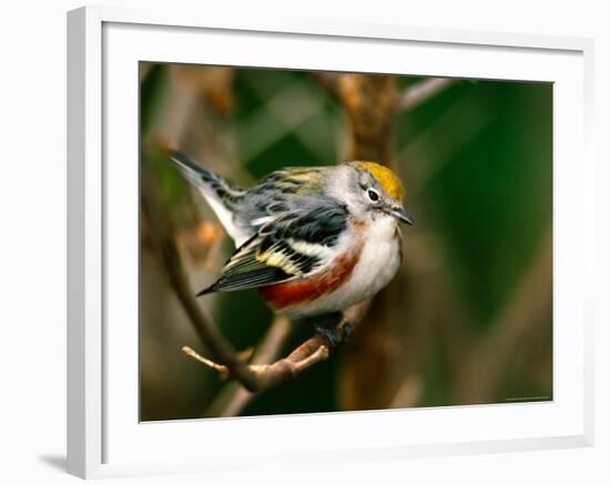 Male Chestnut-Sided Warbler-Adam Jones-Framed Photographic Print