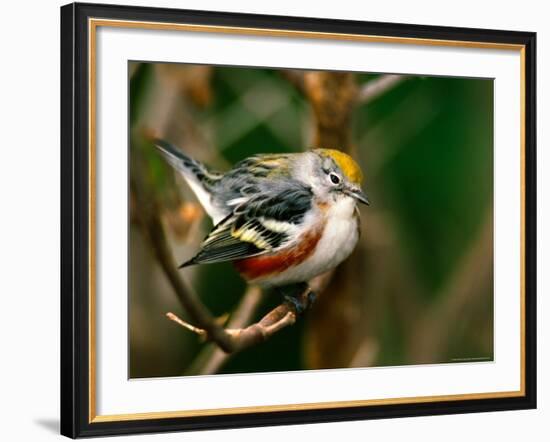 Male Chestnut-Sided Warbler-Adam Jones-Framed Photographic Print