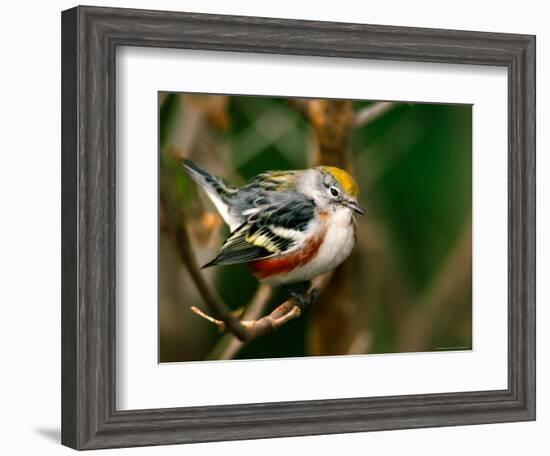 Male Chestnut-Sided Warbler-Adam Jones-Framed Photographic Print