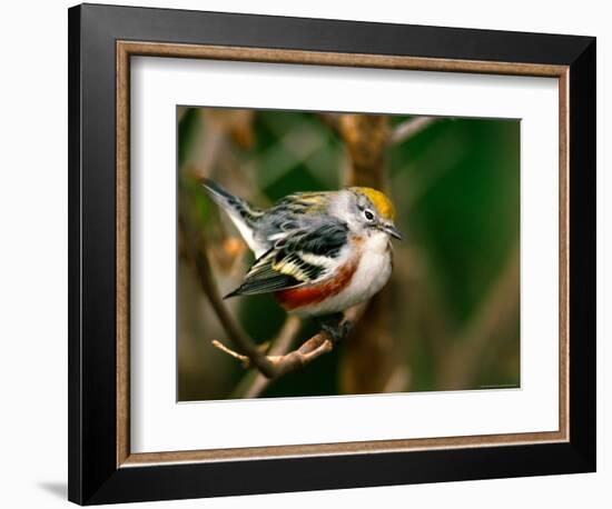 Male Chestnut-Sided Warbler-Adam Jones-Framed Photographic Print