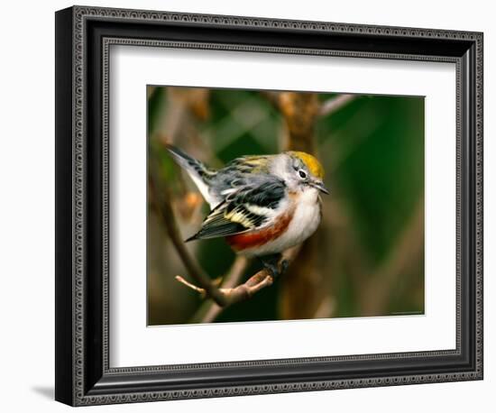 Male Chestnut-Sided Warbler-Adam Jones-Framed Photographic Print