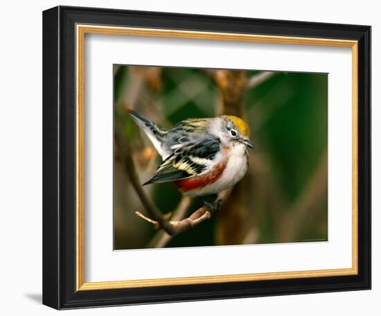 Male Chestnut-Sided Warbler-Adam Jones-Framed Photographic Print