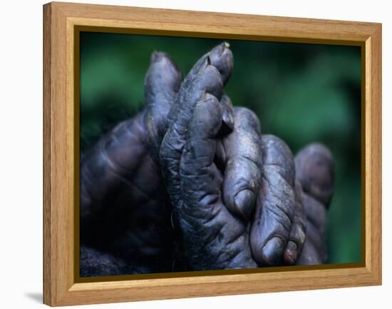 Male Chimpanzee Clasps His Foot, Gombe National Park, Tanzania-Kristin Mosher-Framed Premier Image Canvas