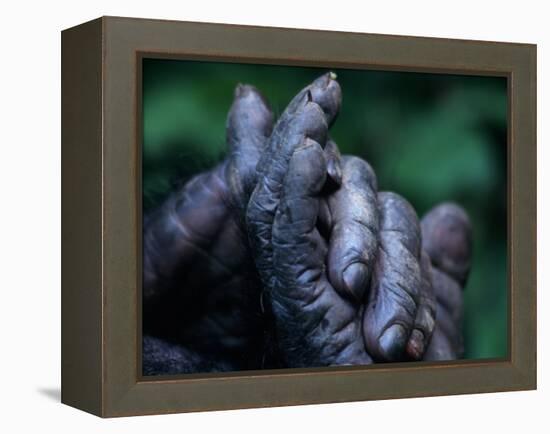 Male Chimpanzee Clasps His Foot, Gombe National Park, Tanzania-Kristin Mosher-Framed Premier Image Canvas