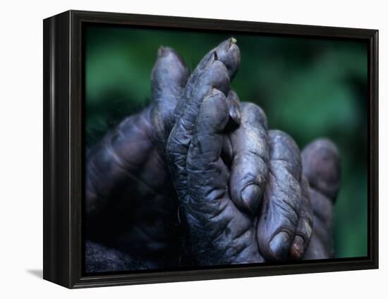 Male Chimpanzee Clasps His Foot, Gombe National Park, Tanzania-Kristin Mosher-Framed Premier Image Canvas