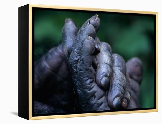 Male Chimpanzee Clasps His Foot, Gombe National Park, Tanzania-Kristin Mosher-Framed Premier Image Canvas