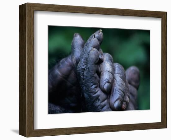 Male Chimpanzee Clasps His Foot, Gombe National Park, Tanzania-Kristin Mosher-Framed Photographic Print