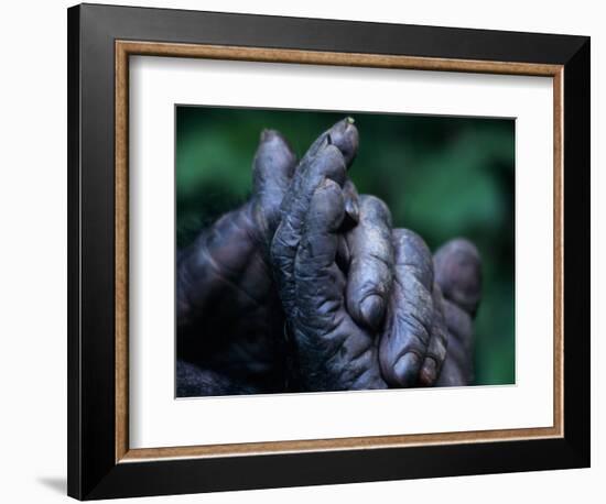 Male Chimpanzee Clasps His Foot, Gombe National Park, Tanzania-Kristin Mosher-Framed Photographic Print