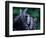 Male Chimpanzee Clasps His Foot, Gombe National Park, Tanzania-Kristin Mosher-Framed Photographic Print