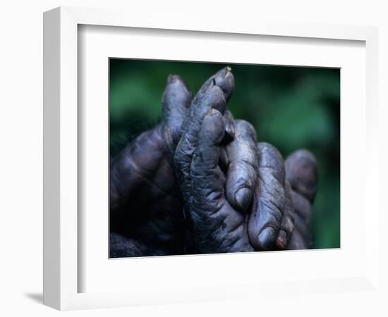 Male Chimpanzee Clasps His Foot, Gombe National Park, Tanzania-Kristin Mosher-Framed Photographic Print