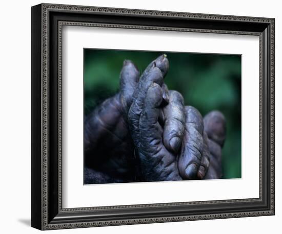 Male Chimpanzee Clasps His Foot, Gombe National Park, Tanzania-Kristin Mosher-Framed Photographic Print