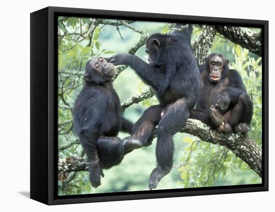 Male Chimpanzee Grooms His Brother, Gombe National Park, Tanzania-Kristin Mosher-Framed Premier Image Canvas