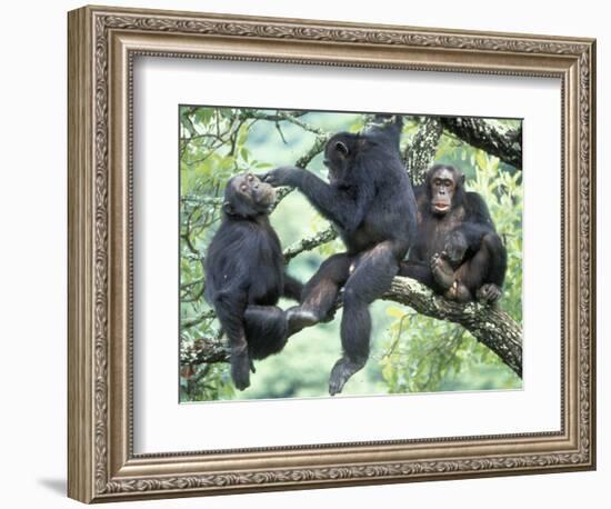Male Chimpanzee Grooms His Brother, Gombe National Park, Tanzania-Kristin Mosher-Framed Photographic Print