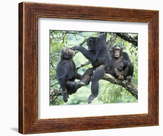 Male Chimpanzee Grooms His Brother, Gombe National Park, Tanzania-Kristin Mosher-Framed Photographic Print