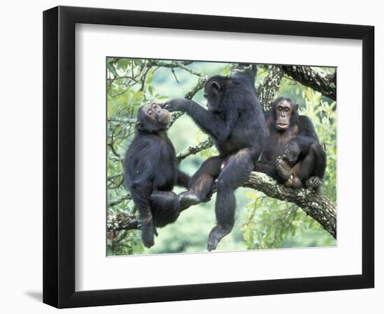 Male Chimpanzee Grooms His Brother, Gombe National Park, Tanzania-Kristin Mosher-Framed Photographic Print