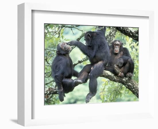 Male Chimpanzee Grooms His Brother, Gombe National Park, Tanzania-Kristin Mosher-Framed Photographic Print