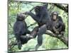 Male Chimpanzee Grooms His Brother, Gombe National Park, Tanzania-Kristin Mosher-Mounted Photographic Print