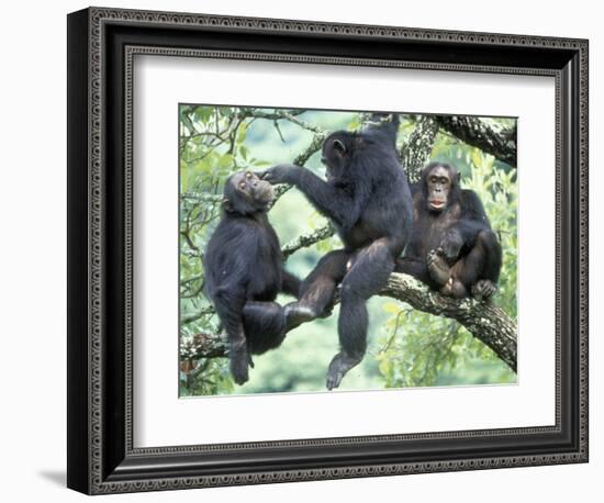 Male Chimpanzee Grooms His Brother, Gombe National Park, Tanzania-Kristin Mosher-Framed Photographic Print