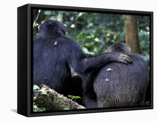 Male Chimpanzee Seeks Another for Support, Gombe National Park, Tanzania-Kristin Mosher-Framed Premier Image Canvas