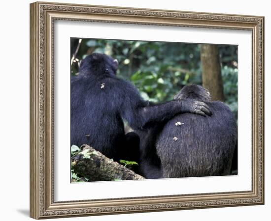 Male Chimpanzee Seeks Another for Support, Gombe National Park, Tanzania-Kristin Mosher-Framed Photographic Print