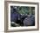 Male Chimpanzee Seeks Another for Support, Gombe National Park, Tanzania-Kristin Mosher-Framed Photographic Print