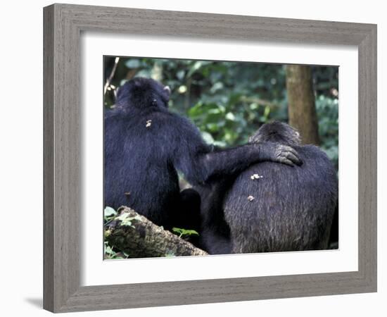 Male Chimpanzee Seeks Another for Support, Gombe National Park, Tanzania-Kristin Mosher-Framed Photographic Print