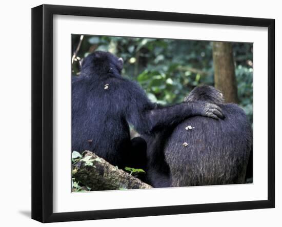 Male Chimpanzee Seeks Another for Support, Gombe National Park, Tanzania-Kristin Mosher-Framed Photographic Print