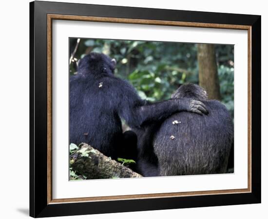 Male Chimpanzee Seeks Another for Support, Gombe National Park, Tanzania-Kristin Mosher-Framed Photographic Print