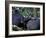 Male Chimpanzee Seeks Another for Support, Gombe National Park, Tanzania-Kristin Mosher-Framed Photographic Print