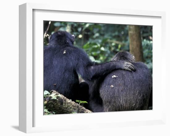 Male Chimpanzee Seeks Another for Support, Gombe National Park, Tanzania-Kristin Mosher-Framed Photographic Print