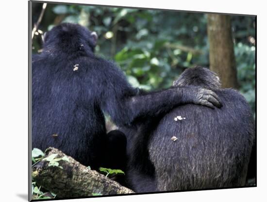 Male Chimpanzee Seeks Another for Support, Gombe National Park, Tanzania-Kristin Mosher-Mounted Photographic Print