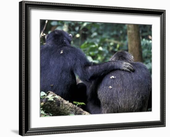 Male Chimpanzee Seeks Another for Support, Gombe National Park, Tanzania-Kristin Mosher-Framed Photographic Print