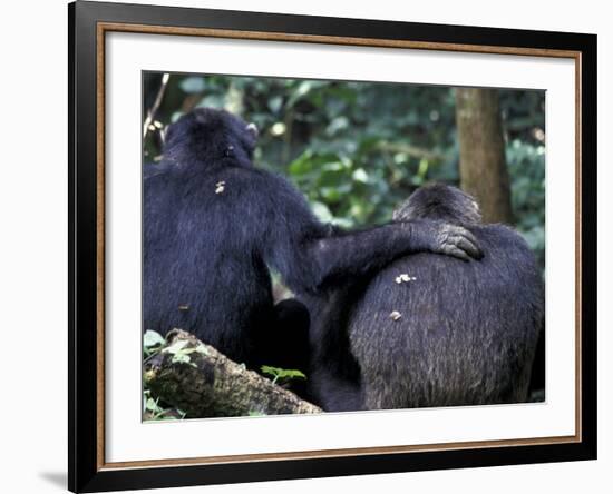 Male Chimpanzee Seeks Another for Support, Gombe National Park, Tanzania-Kristin Mosher-Framed Photographic Print