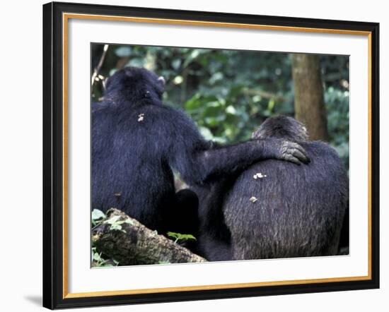 Male Chimpanzee Seeks Another for Support, Gombe National Park, Tanzania-Kristin Mosher-Framed Photographic Print