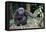 Male Chimpanzee sitting on forest floor, Republic of Congo-Eric Baccega-Framed Premier Image Canvas